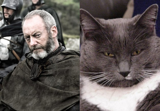 11 adorable cats who resemble Game Of Thrones characters image