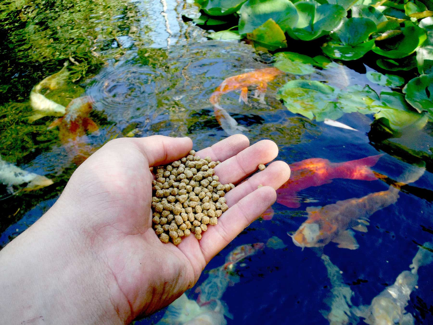 How much food should you feed your fish image