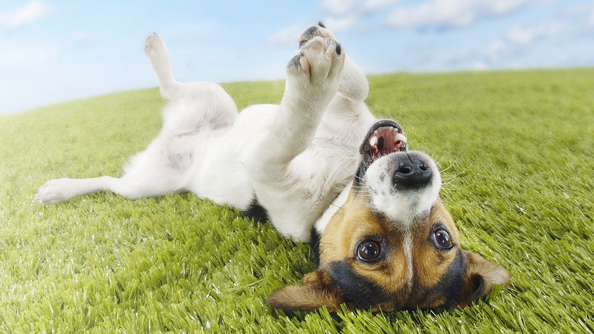 Can Medical Marijuana Cure Your Pet Dogs? image