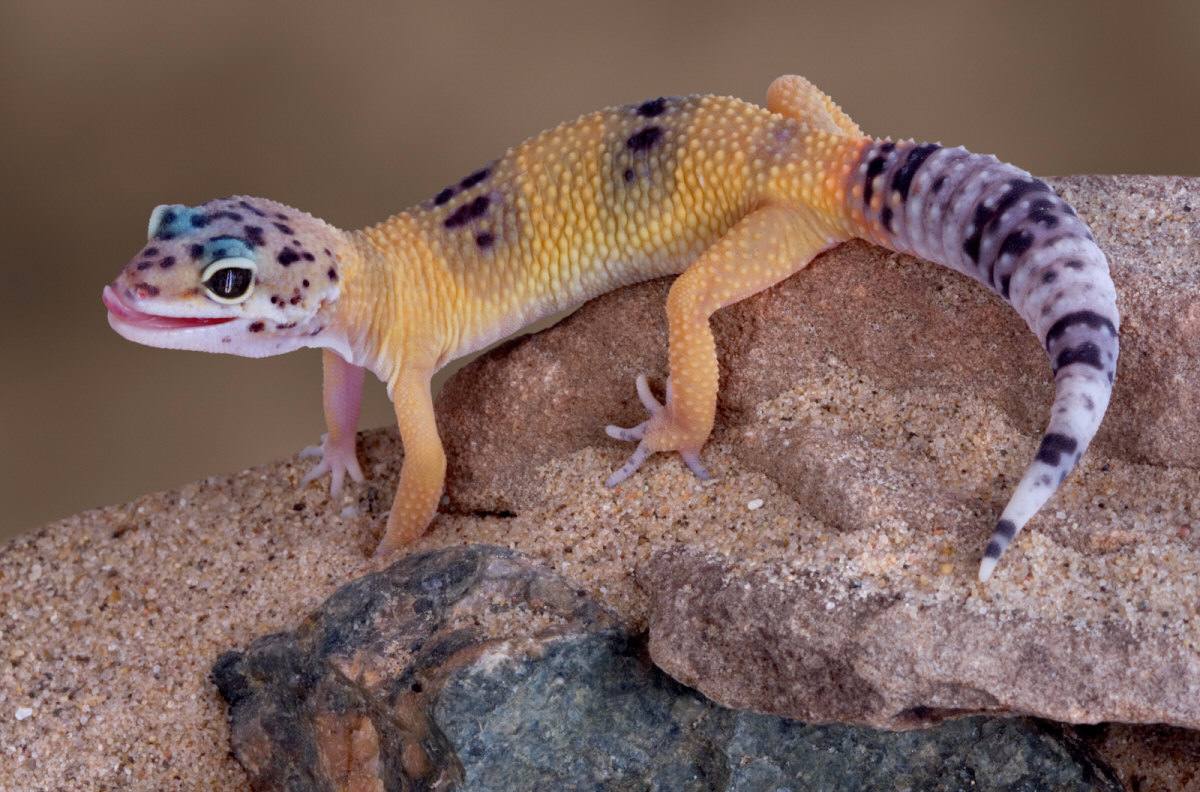 Why Do Geckos Make Good Pets? images