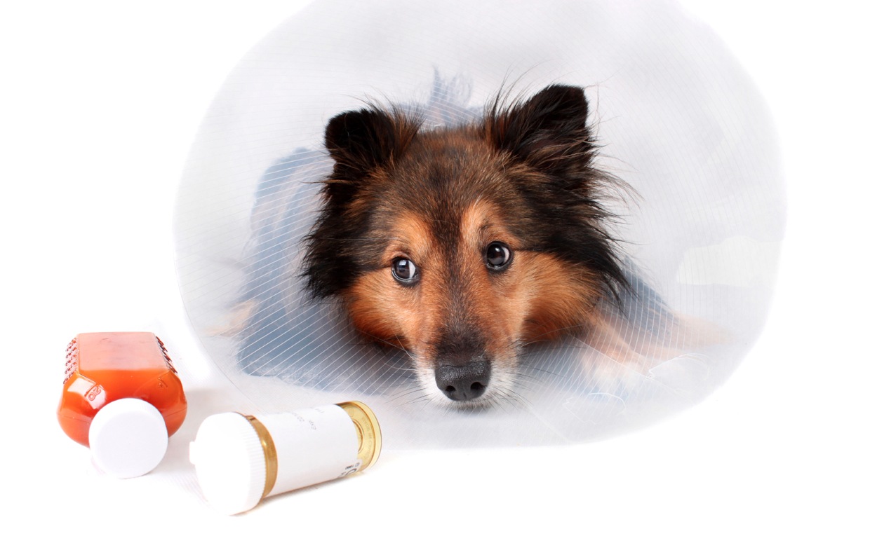 Pain Medication for Dogs, How to Administer Safely image