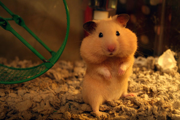 6 interesting facts about your hamster image