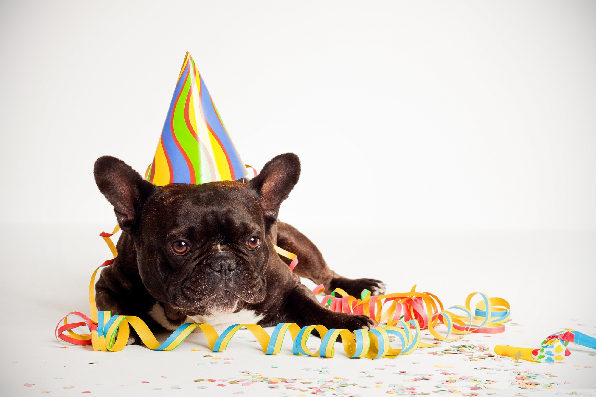 Easy And Fun Ideas To Celebrate Your Puppy's First Birthday image