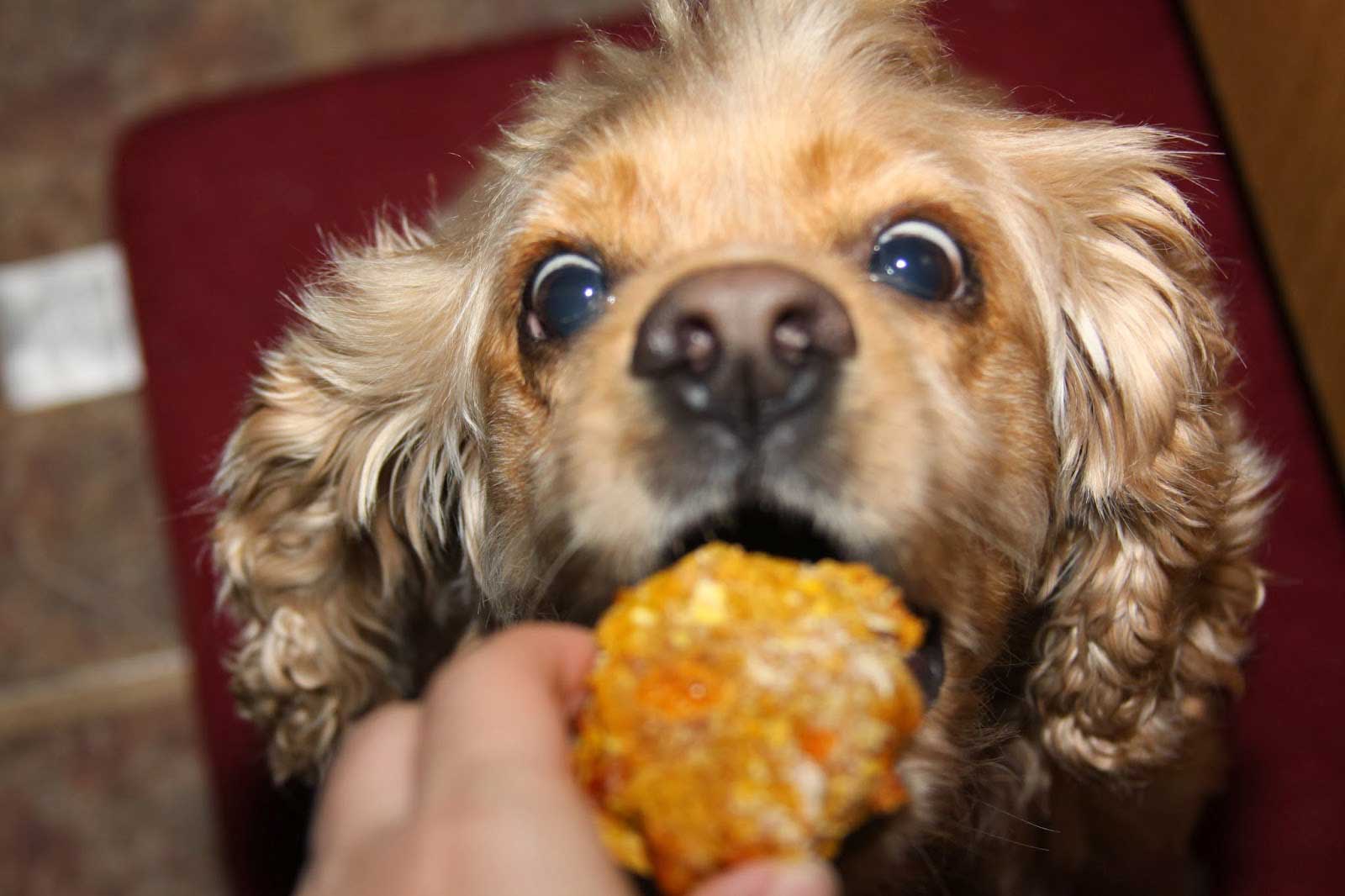 3 home food recipes that you could make for your dog image