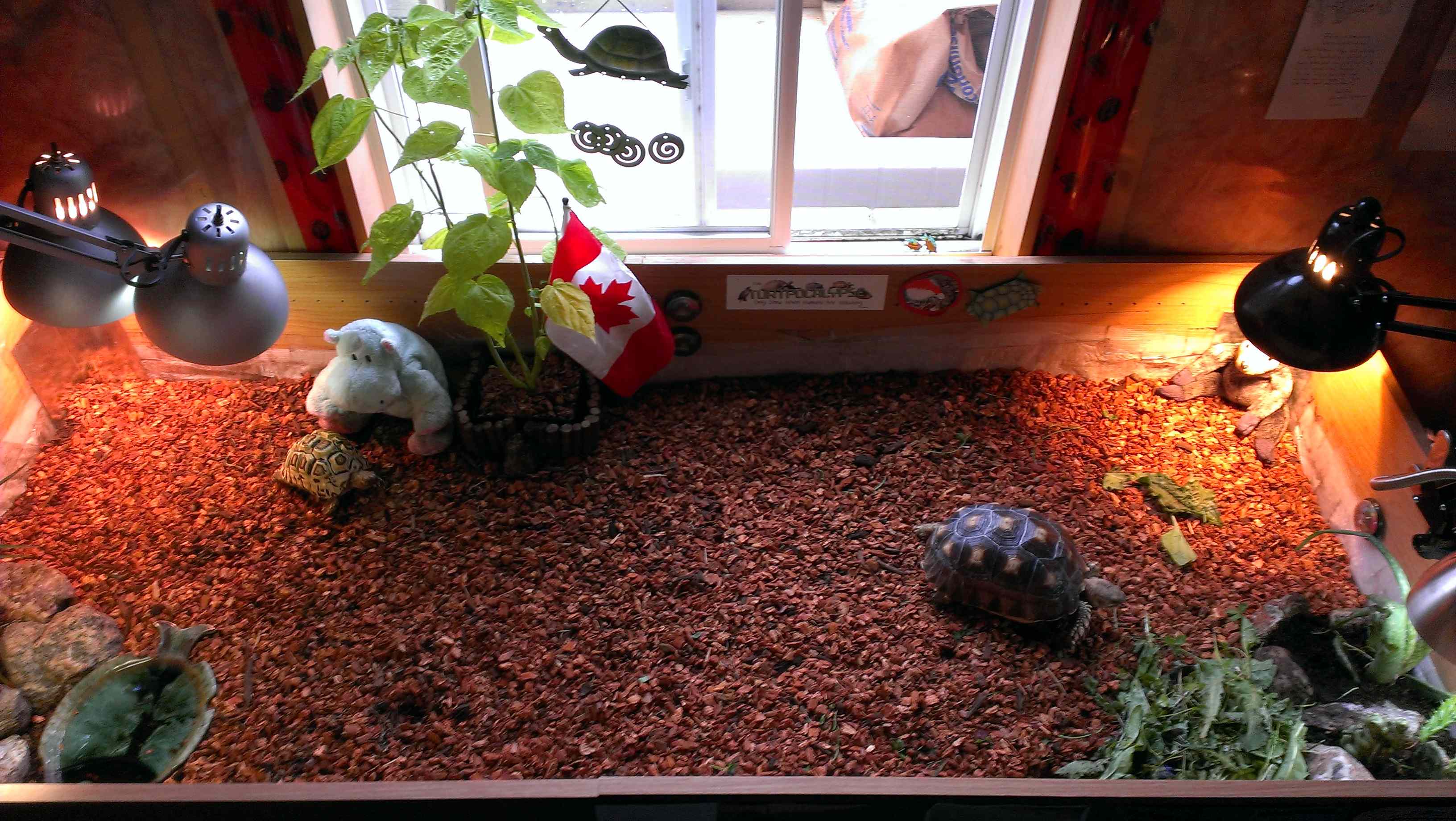 Important Facts About Pet Tortoise Housing header