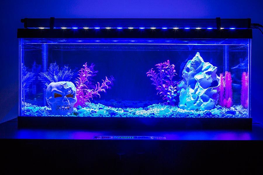 8 Things You Need to Setup Your Own Little Aquarium image