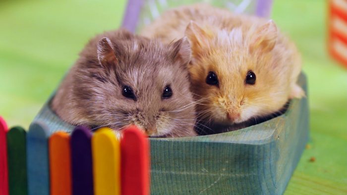 What hamsters like to do for fun header photo
