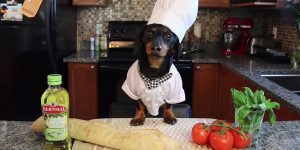 3 home food recipes that you could make for your dog header photo