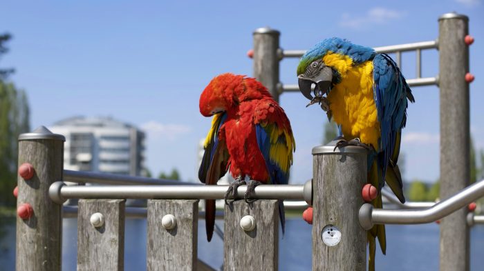 7-things-you-might-have-missed-about-your-parrot header photo image