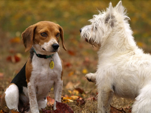 Dogs And Their Social Skills image