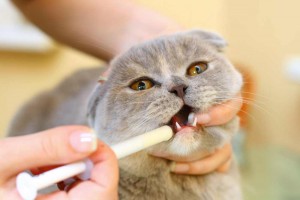 How to maintain your pets hygiene image