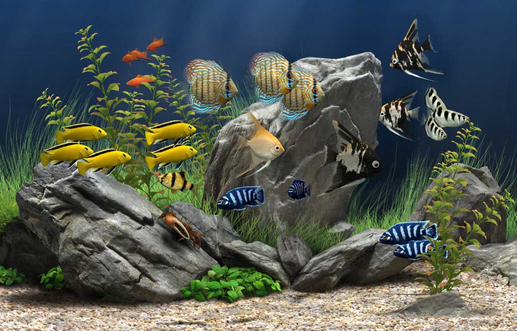 Choosing the right fish mix for your aquarium image