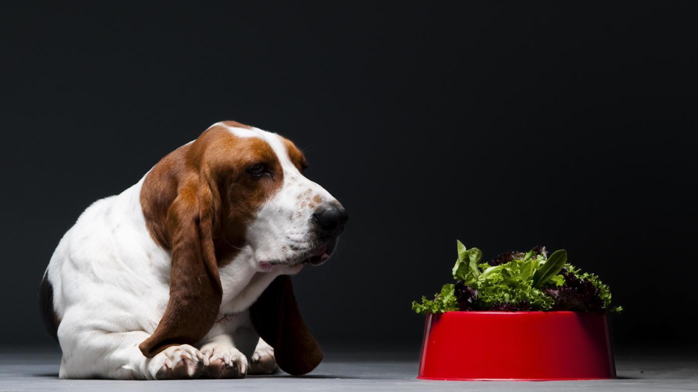 Fruits and Vegetables that make your dog healthy image