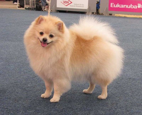 15 dogs that are too cute to be real image