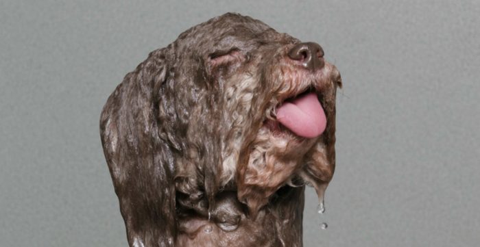 why-do-wet-dogs-smell header