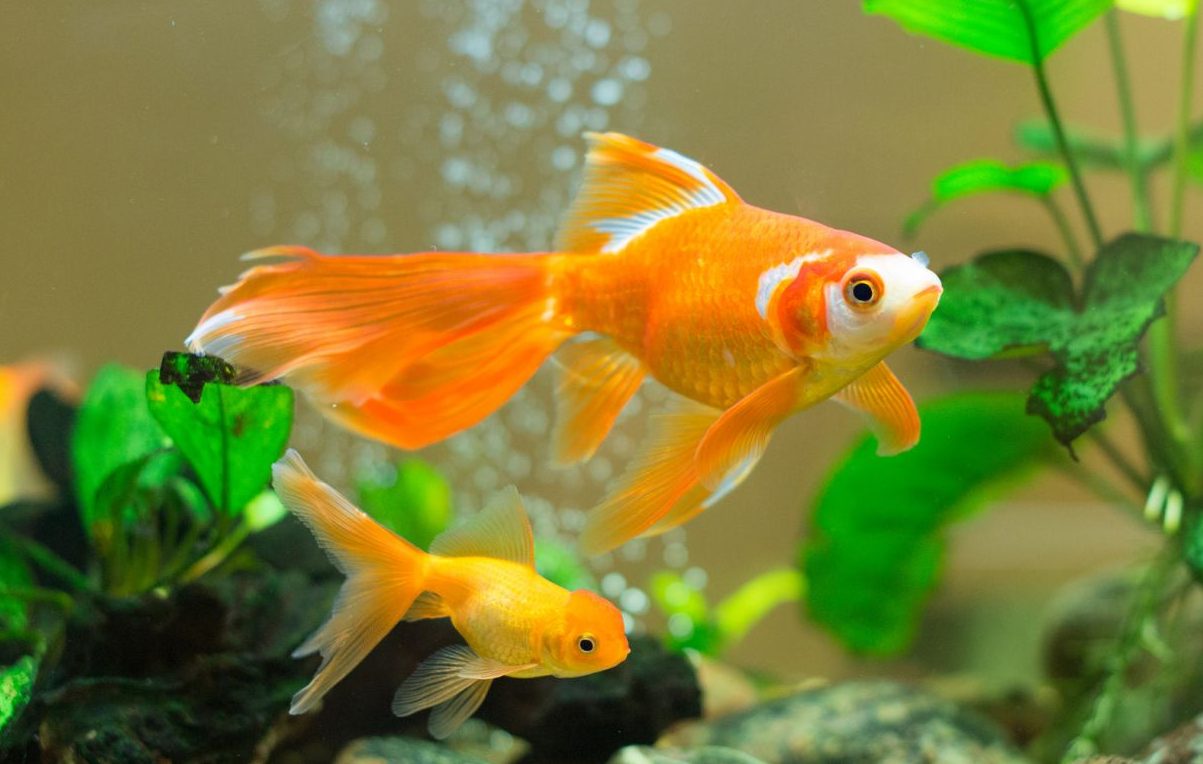 Here’s what your goldfish needs image