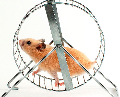What hamsters like to do for fun image