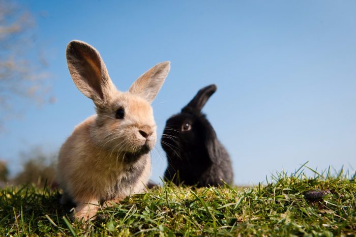 Rabbits and Their Social Structure image