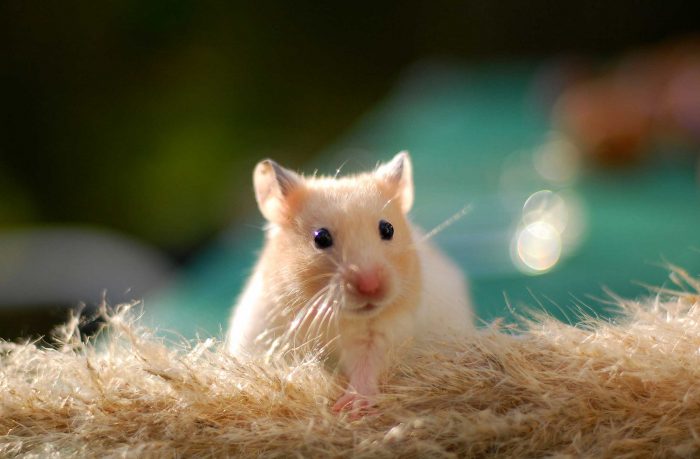 6-Interesting-Facts-About-Your-Hamster image