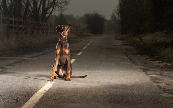 6-facts-about-dogs-that’ll-keep-you-up-at-night header