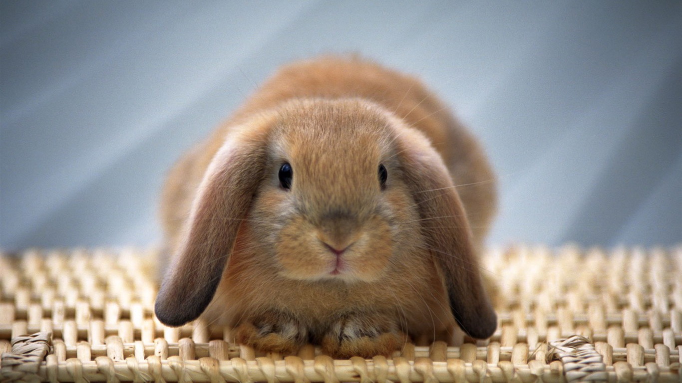 Home remedies to reduce bunny poop odour from your house image