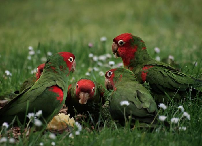 8 Intriguing Realities About Parrots You Didn't Know Header