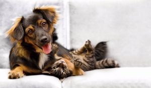 Demystifying Why Dogs Are Happy to See You image