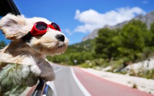7 Tips for a Road Trip With Your Dog image