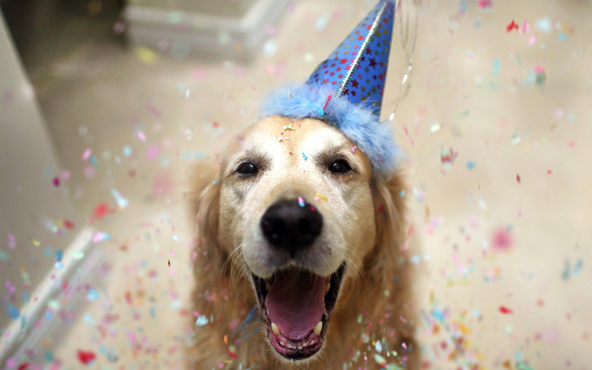 Easy and fun ideas to celebrate your puppy's first birthday header photo