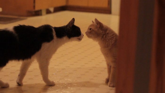 Here’s How to Introduce a New Cat to Your Old One At Home header photo