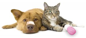 Important First Aid Tips for Your Pet header photo