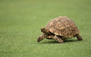 What Tortoise Is Right for Me image