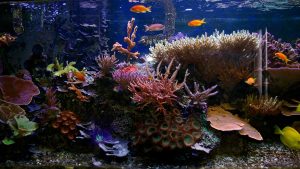 Choosing the right fish mix for your aquarium header photo