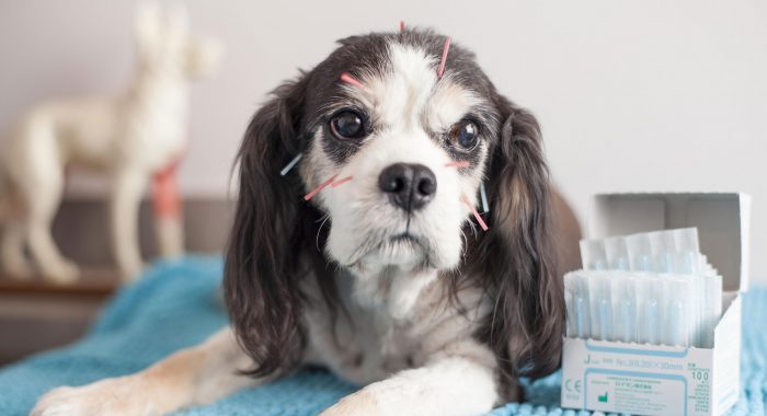 How Can Acupuncture Benefit Your Dog's Health? header