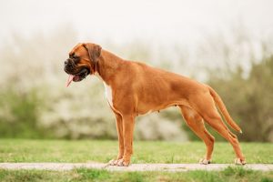 Ultimate Training Guide for First Time Dog Owners image