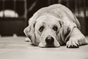 How to Recognise the Warning Signs of Dog Depression image