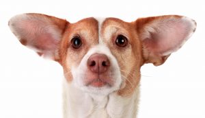 4 Things You Don’t Know About Your Dog’s Ears (But Should) image