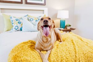 Keep Your Pet In Your Apartment Without Getting In Trouble image