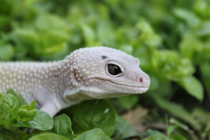 Why Do Geckos Make Good Pets? header