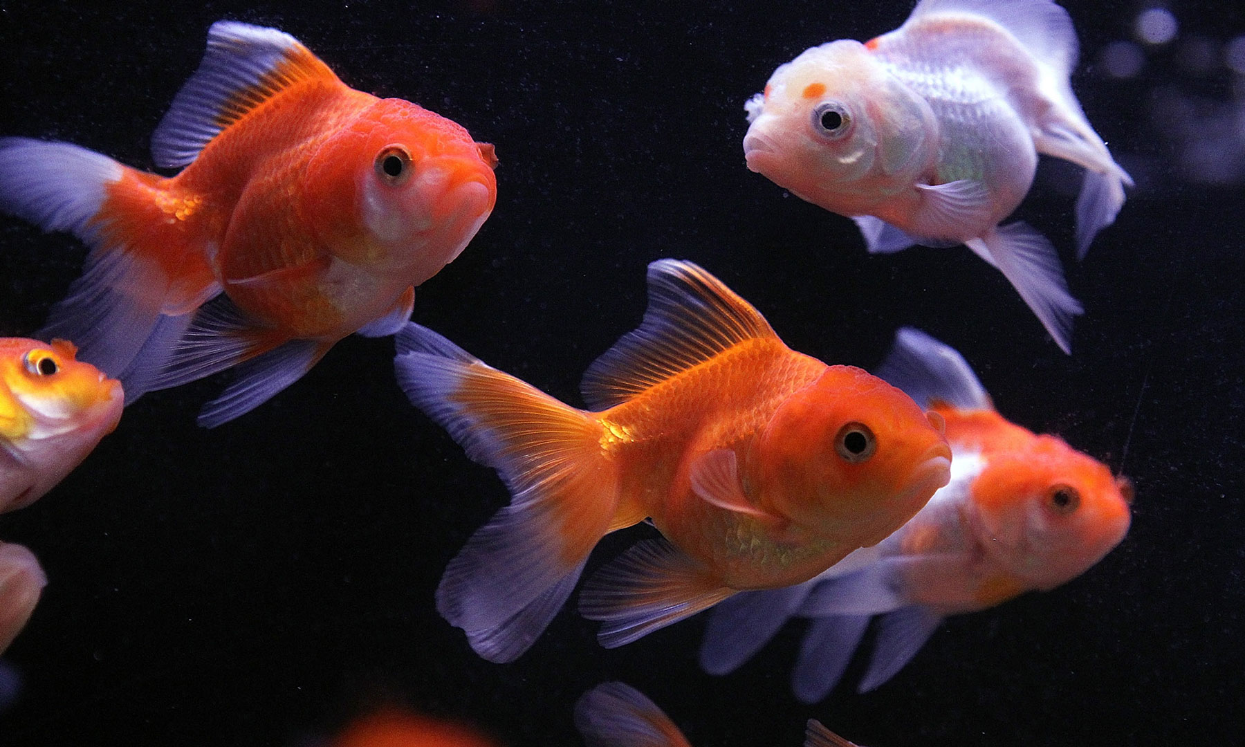 here's-what-your-goldfish-needs-header