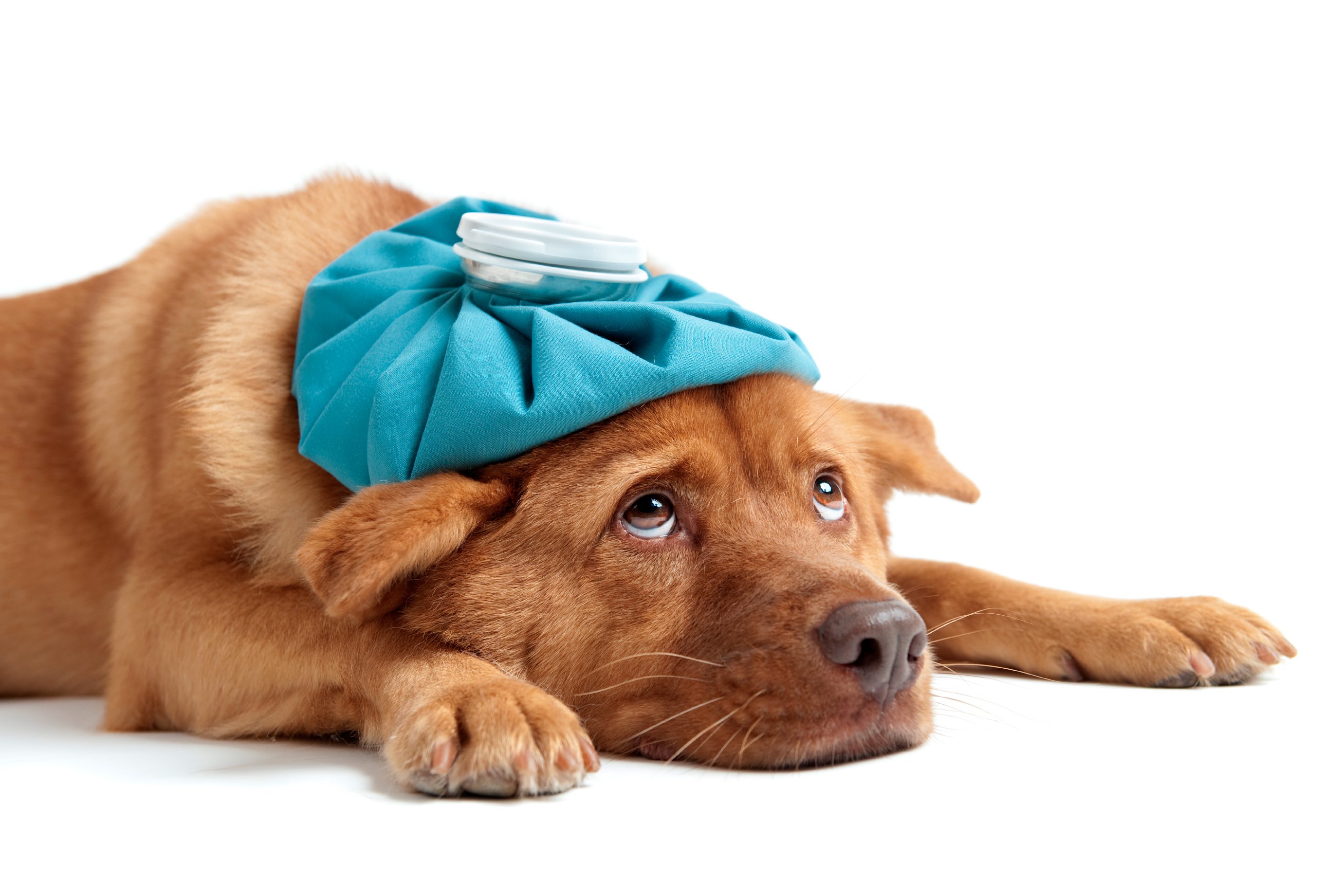 Pain Medication for Dogs, How to Administer Safely image