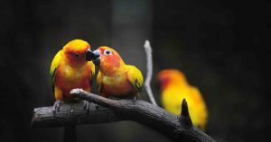 How to take proper care of your love birds header photo