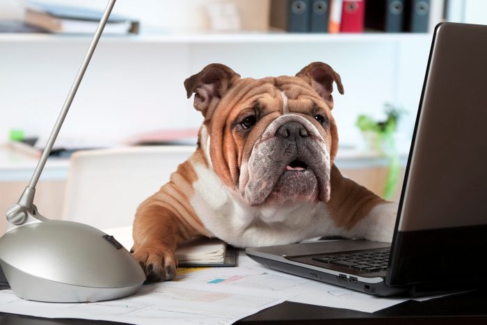 Three Sharp Business Lessons Entrepreneurs Can Learn From Dogs Header Header