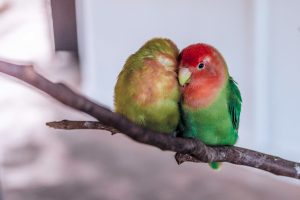 Choosing The Right Pet Bird From So Many Options image